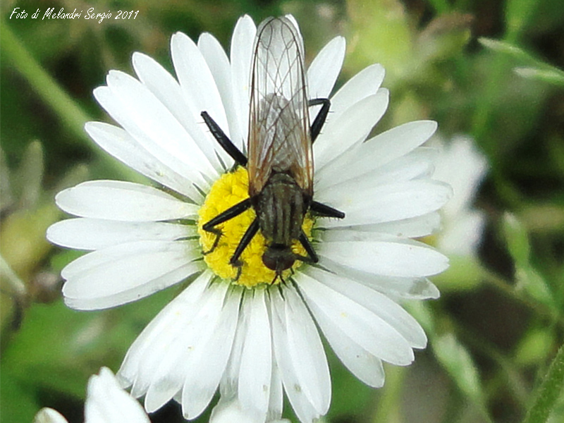 Empididae: Empis cfr.sericans